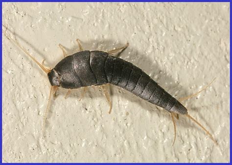 Silverfish and Firebrat - Plant & Pest Diagnostics