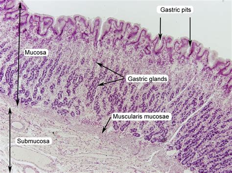 stomach histology labeled | lab practical pics | Pinterest