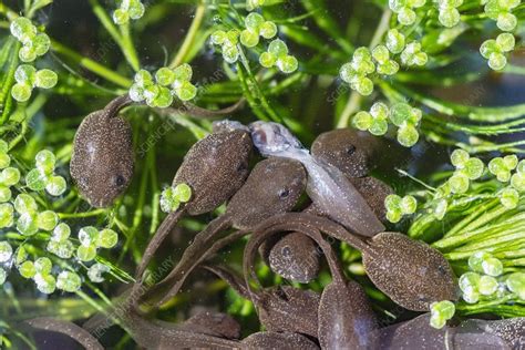 Common frog tadpoles - Stock Image - C050/0289 - Science Photo Library