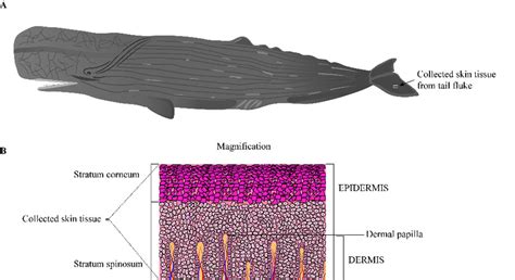 Sperm whale classification – Telegraph