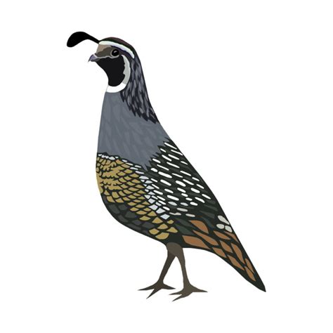 California Quail Drawing | Free download on ClipArtMag