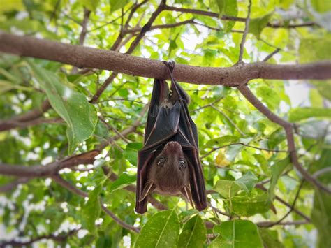 To Stop New Viruses Infecting Humans, We Must Protect Bat Habitat - Modern Farmer