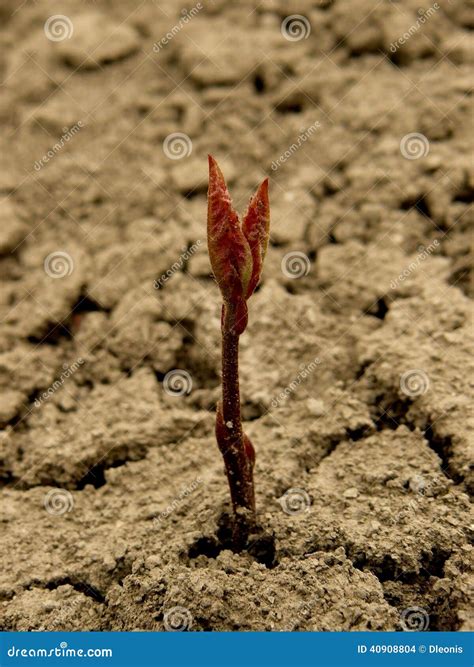 Red oak tree seedling stock photo. Image of ground, growing - 40908804