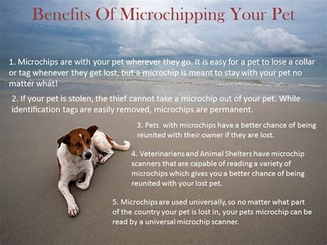 What Are The Benefits Of Microchipping Your Dog