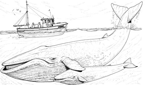 Blue Whale Line Drawing at PaintingValley.com | Explore collection of Blue Whale Line Drawing