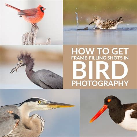 Nikon D500 Quick Start Guide For Bird And Wildlife Photography | MyCamera