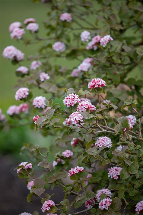 Viburnum: the best Viburnum to grow and when to prune - Gardens Illustrated