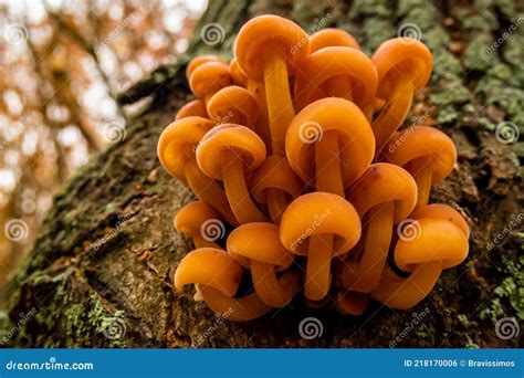 Autumn Forest Poisonous Toadstools Nature. Spotted Toadstool Stock ...