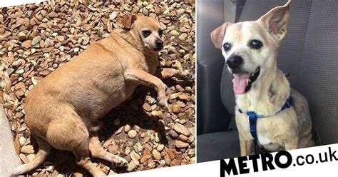 Obese chihuahua who loved eating food from the bin was so heavy he couldn't walk | Metro News