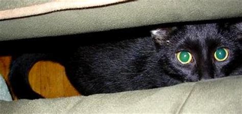 Black Cat Rescue Finds Homes for Hard-to-Place Kitties - Catster