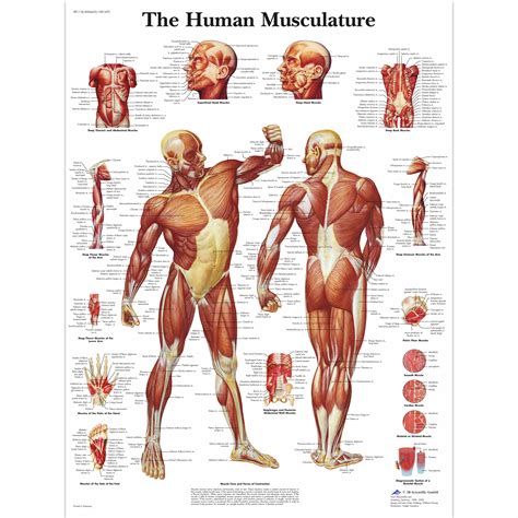 Human Muscles Anatomy