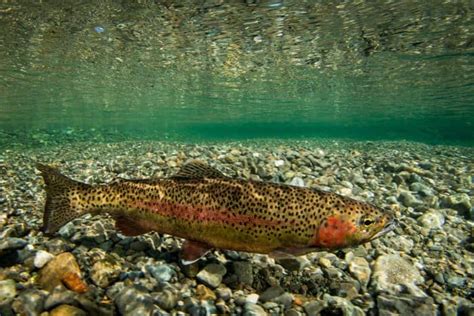 Rainbow Trout Habitat | Understanding It For Better Catches