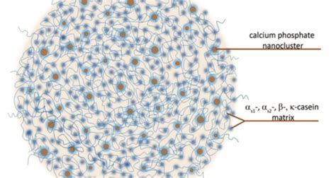 Understanding variation in casein micelle structure using re-assembled casein micelles - WUR