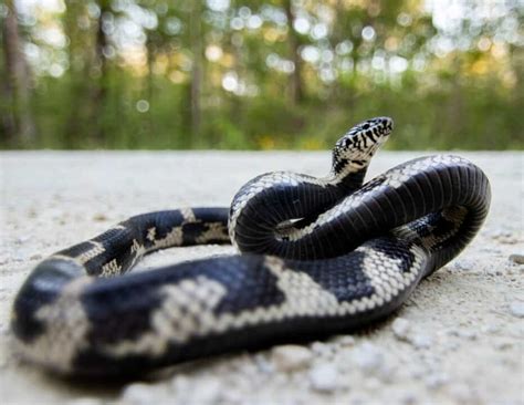 10 Animal Predators That Eat Snakes: In-Depth Look - Pest Pointers