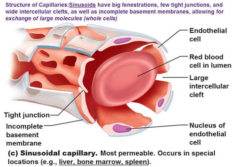 Blood Vessels