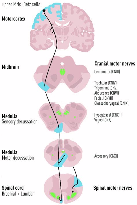 Upper Motor Neuron Function