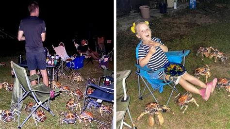 Giant Robber Crabs Invading Family BBQ In Australia is the Stuff of ...