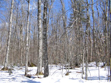 File:Winter forest.jpg - Wikimedia Commons