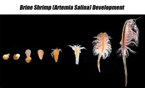 Brine Shrimp: Life Cycle | Brine shrimp, Sea monkeys, Shrimp tank