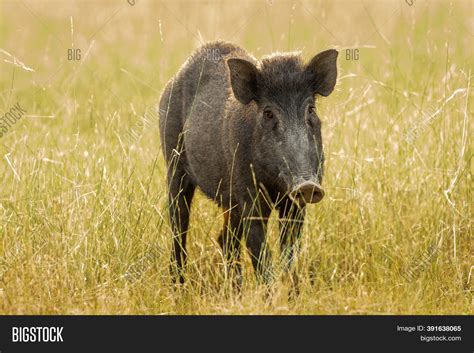 Indian Boar Andamanese Image & Photo (Free Trial) | Bigstock