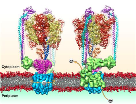 V-class protein pump | Biochemistry, Membrane, Protons