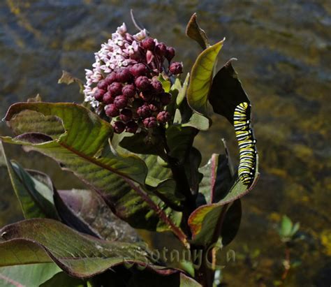 Monarch butterfly larvae on Asclepias syriaca – Botanically Inclined ...