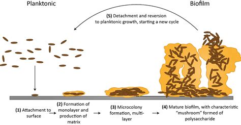 Biofilm: Formation, Advantages, and Disadvantages • Microbe Online