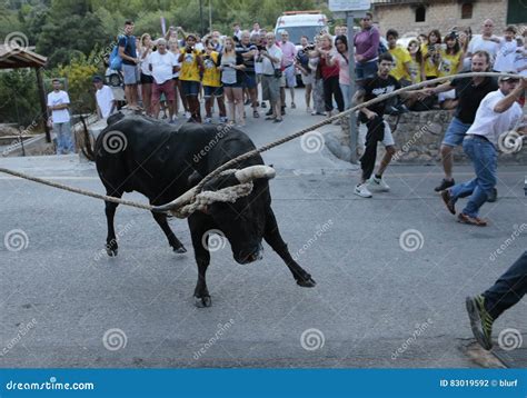 Bull Run Celebration in Mallorca, Spain. Editorial Photography - Image ...