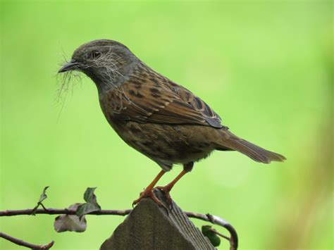 Dunnock | One of a pair collecting nesting material, as they… | Flickr