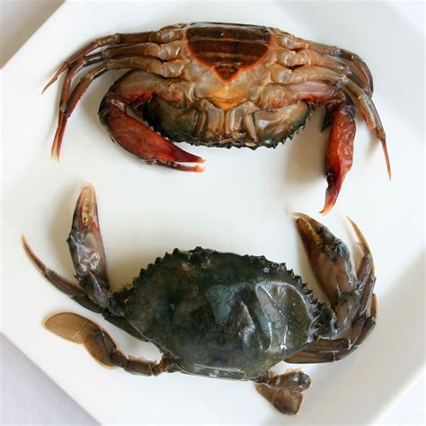 Soft Crab Shell Season - Soft Shell Crab Supplier, Soft Shell Crab ...