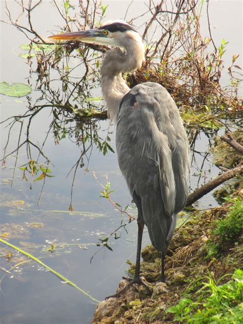 Cannundrums: Great Blue Heron