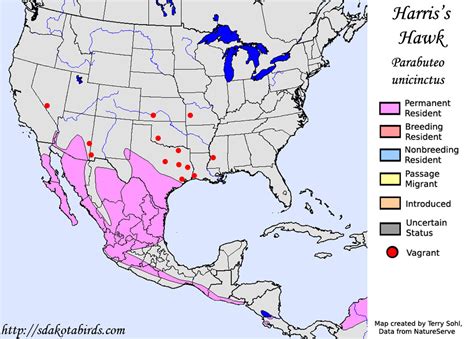 Harris's Hawk - Species Range Map