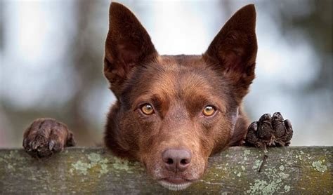 Australian red kelpie - working dog . Intelligent, loyal, special ...