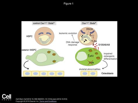 María García-Fernández, Simón Méndez-Ferrer Cell Stem Cell - ppt download