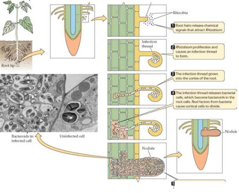 Explain different stages of root nodule formation?