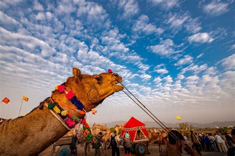 Nagaur Cattle Fair 2024 in Rajasthan - Dates, History, How to Reach