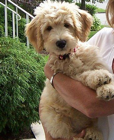 schnoodle grooming dunwoody - Google Search | Snoodle puppies ...