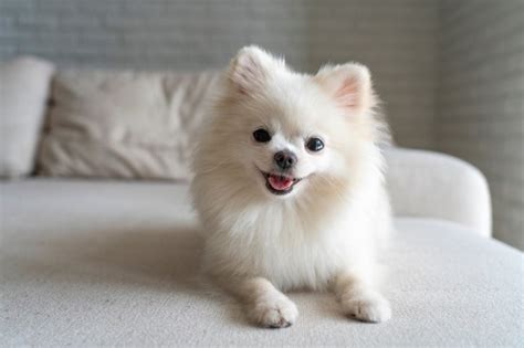 How Much Is a Pomeranian Puppy Price in India? | DogExpress