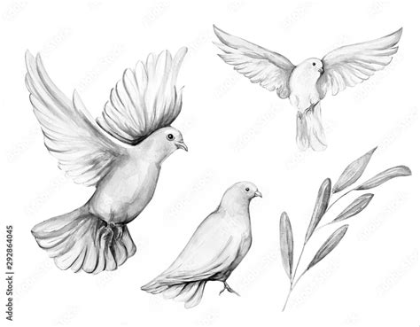 Peace bird, dove, art, water color drawing Stock Illustration | Adobe Stock