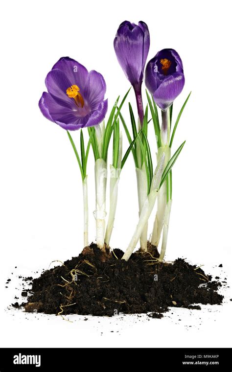 crocus vernus isolated on white background Stock Photo - Alamy