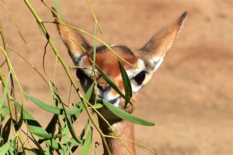 Baby Gazelle, playing peek a boo behind the vines. | Zoo animals ...