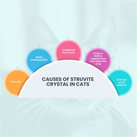 Top 5 Natural Remedies for Struvite Crystal in Cats