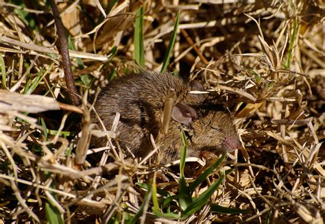 Wild mouse in bush close-up free image download