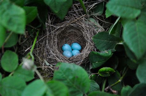 Bird Eggs Nest Nature - Free photo on Pixabay