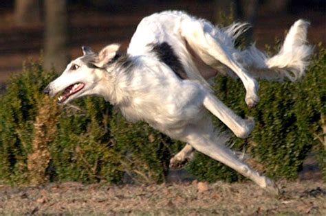 z- Borzoi, 1, Running, Lf (european-borzoi.de] | 動物を描く, 美しい動物, 犬の解剖学