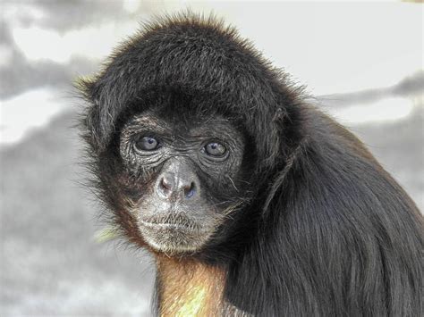 Black Headed Spider Monkey Face Photograph by Lisa Crawford - Pixels