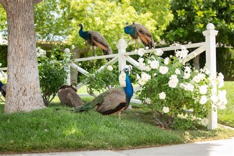 Stop feeding the peacocks. Officials prepare to crack down on a a county overrun by peacocks ...