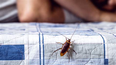 What Does a Cockroach Bite Look Like? (and Should You Worry?)