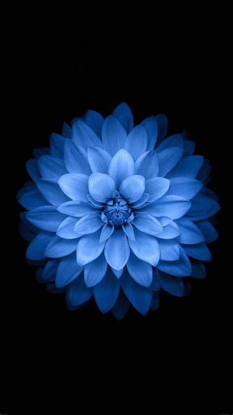 Blue Lotus Wallpapers - Top Free Blue Lotus Backgrounds - WallpaperAccess