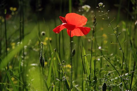 What Is a Cremation Scattering Garden? - Lone Star Cremation